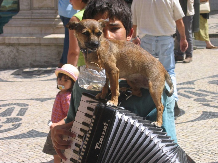 dogs-68 (700x525, 147Kb)