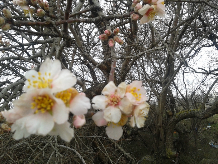 20140209_120300 (700x525, 355Kb)