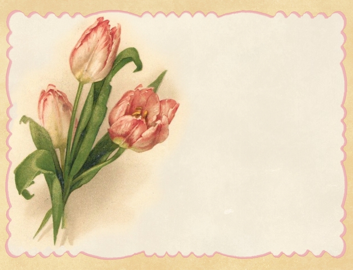 Pink tulips ~ peach border blank notecard ~ lilac-n-lavender (700x535, 209Kb)