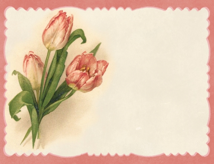 Pink tulips ~ pink border notecard ~ lilac-n-lavender (700x535, 207Kb)