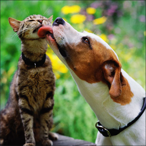 4954089_lovedogsandcats (500x500, 60Kb)