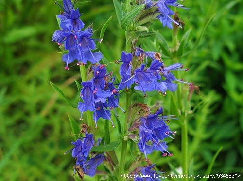 �����1 (500x374, 136Kb)