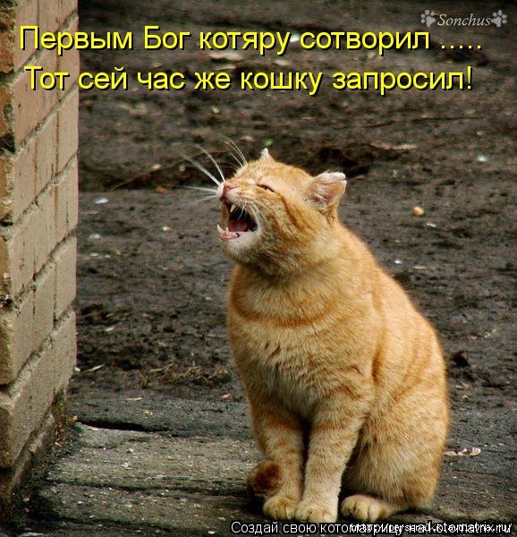 http://img1.liveinternet.ru/images/attach/c/10/110/123/110123943_large_kotomatritsa__F.jpg