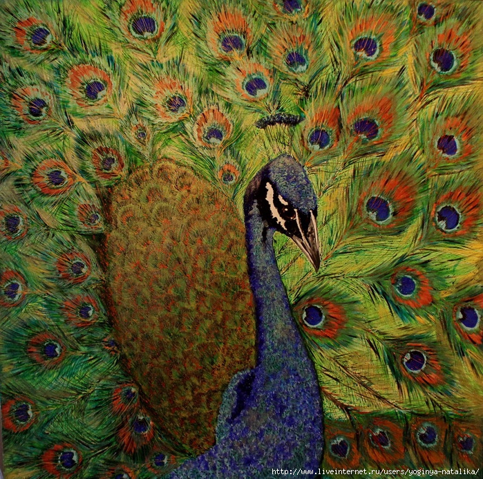 Peacock (100 100). (700x693, 557Kb)