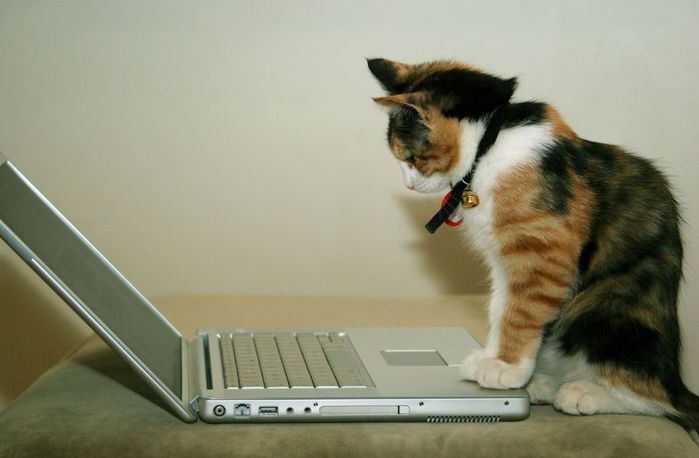 Cat_Using_The_Computer (700x458, 33Kb)