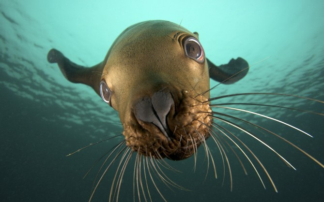 underwater-fur-seal-seal-eyes-animals-900x1440 (669x418, 186Kb)
