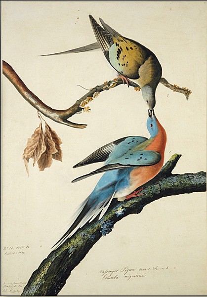 Passenger_Pigeon_062 (470x700, 171Kb)