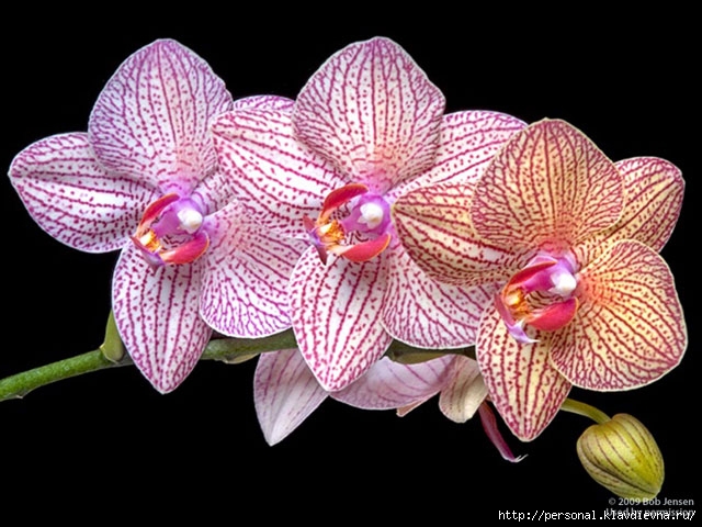 http://img1.liveinternet.ru/images/attach/c/10/110/612/110612345_large_Orchid11.jpg