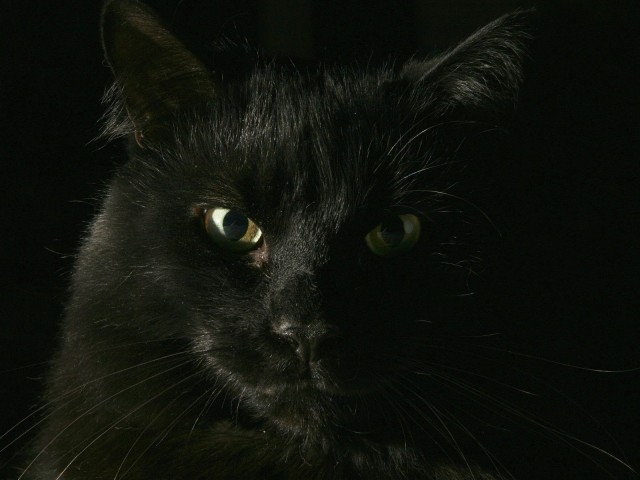 black-cat-wallpaper-640x480 (700x560, 122Kb)