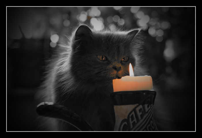 Cat_XXIIB (700x479, 48Kb)