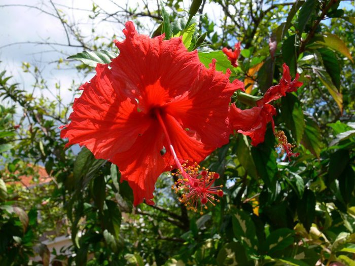 negril-jamaica-flowers (700x525, 93Kb)