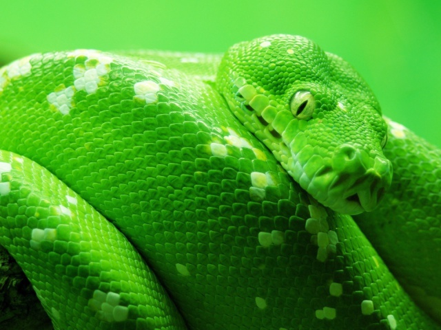 Animals_Reptiles_Green_snake_027561_29 (640x480, 318Kb)