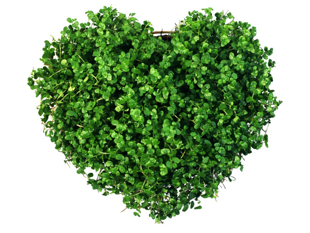Holidays_Saint_Valentines_Day_Heart_of_the_greens_013163_29 (640x480, 348Kb)