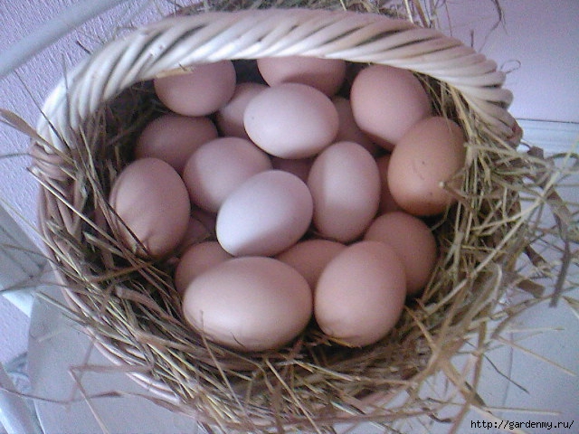 Какие яйца под наседку. Купить наседку для яиц.
