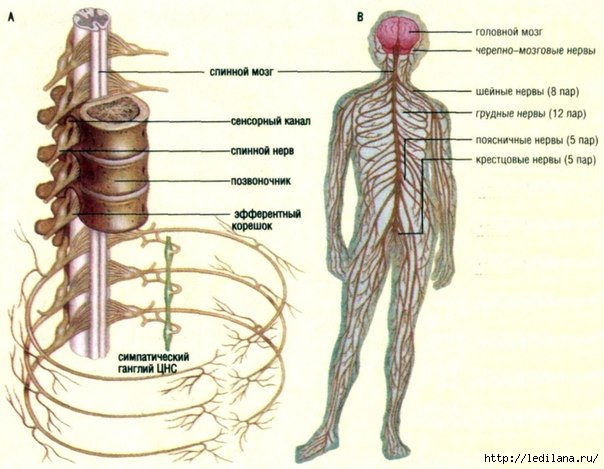 3925311_nervnaya_sistema (604x469, 146Kb)