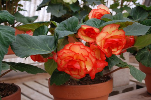 4607702_Tuberousbegonias3520x347 (520x347, 53Kb)