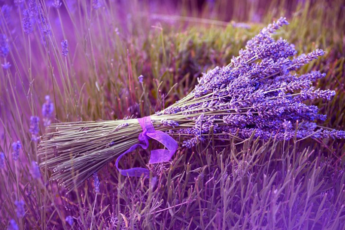 1394122034_LavenderFlowerRibbonterrain485x728 (700x466, 346Kb)