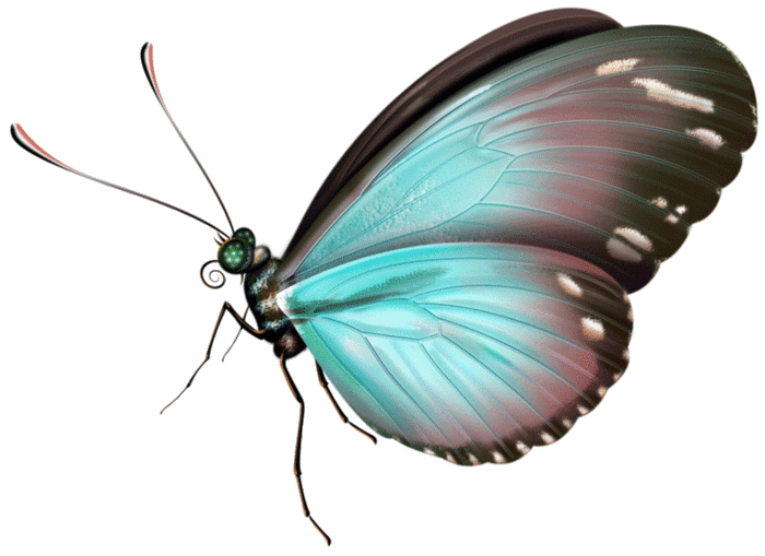 Бабочки на прозрачном фоне gif - Клипарт бабочки - Коллекция картинок - Клипарт