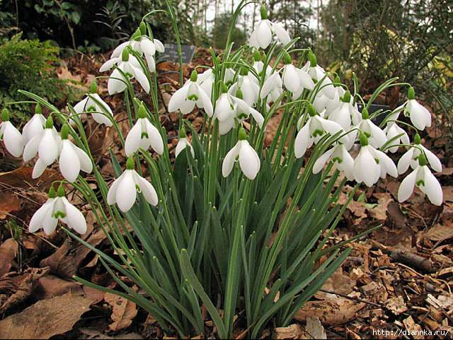 sizedGalanthus__Galatea_2593 (640x481, 221Kb)