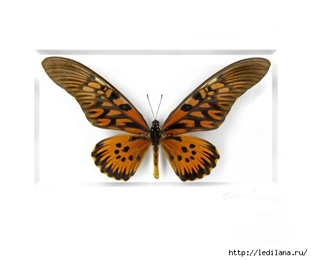 Christopher Marley бабочки5 (453x380, 54Kb)