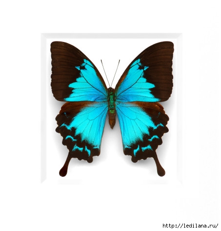 Christopher Marley бабочки7 (453x473, 68Kb)