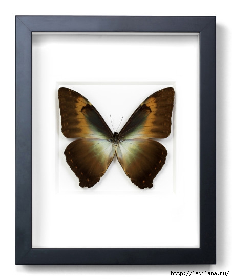 Christopher Marley бабочки15 (453x544, 77Kb)