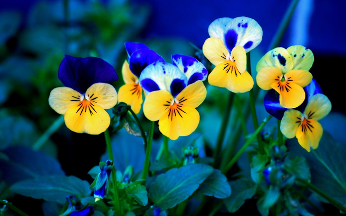 Nature_Flowers_Pansies___Flowers_008302_ (700x437, 320Kb)