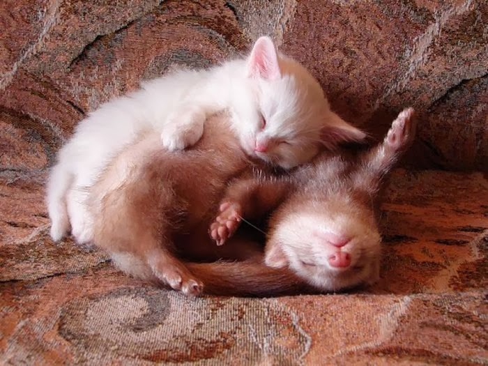 cute_animals_sleeping_pillows_05 (700x525, 362Kb)