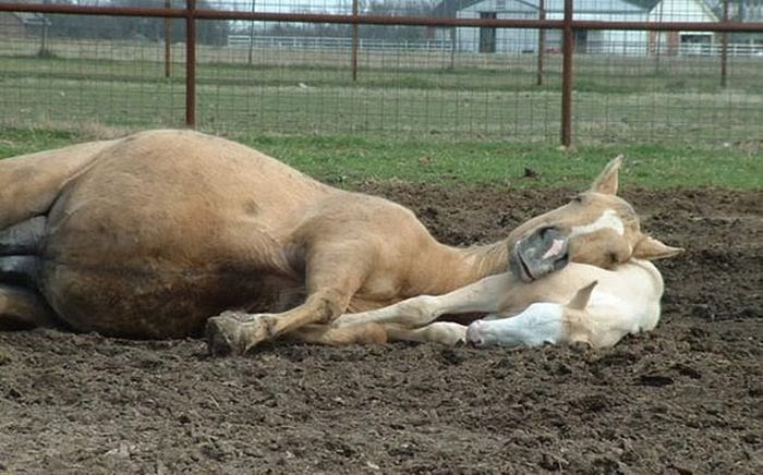 cute_animals_sleeping_pillows_07 (700x436, 232Kb)