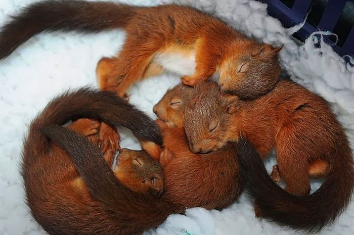 cute_animals_sleeping_pillows_11 (700x465, 257Kb)