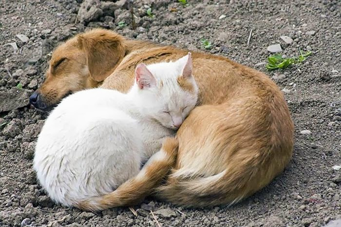 cute_animals_sleeping_pillows_13 (700x466, 348Kb)