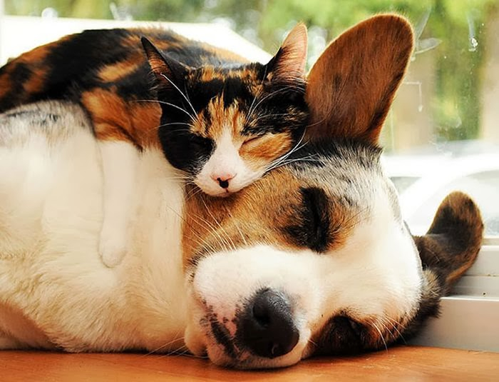 cute_animals_sleeping_pillows_15 (700x535, 297Kb)