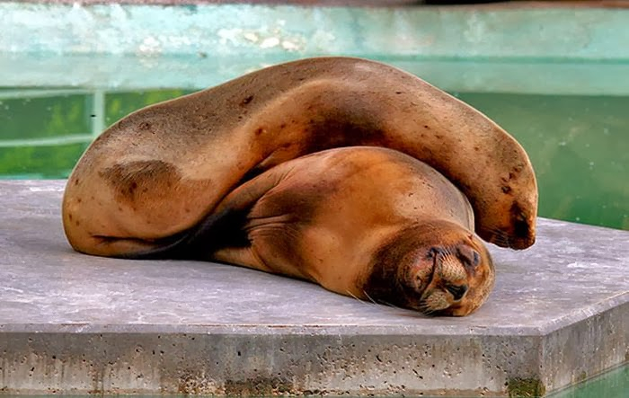 cute_animals_sleeping_pillows_17 (700x443, 260Kb)