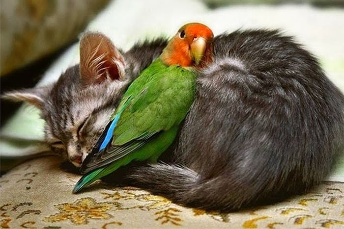 cute_animals_sleeping_pillows_21 (700x467, 258Kb)