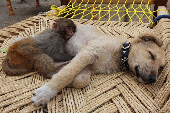 cute_animals_sleeping_pillows_28 (700x466, 342Kb)