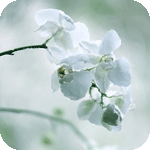 c1rcle-(7) (150x150, 41Kb)