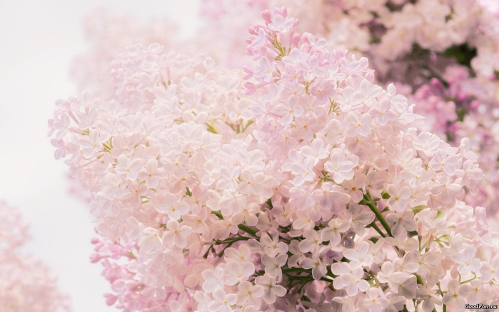 hq-wallpapers_ru_flowers_64188_1920x1200 (700x437, 204Kb)