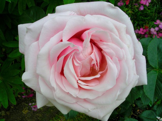 rose_anna_pavlova (640x480, 53Kb)