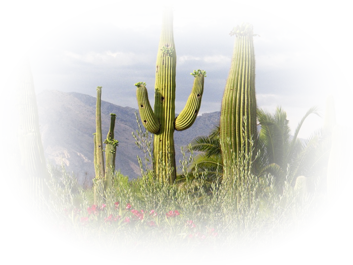 arizona_saguaro_cacti_santa_catalina_1152 (700x524, 740Kb)