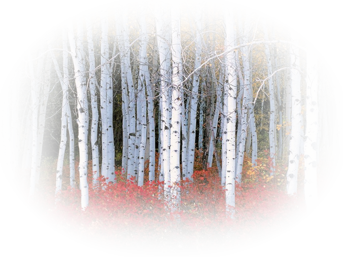 aspenforestwasatchmount (700x524, 865Kb)