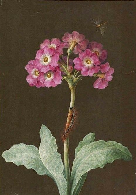 Maria Sybilla Merian (464x663, 207Kb)