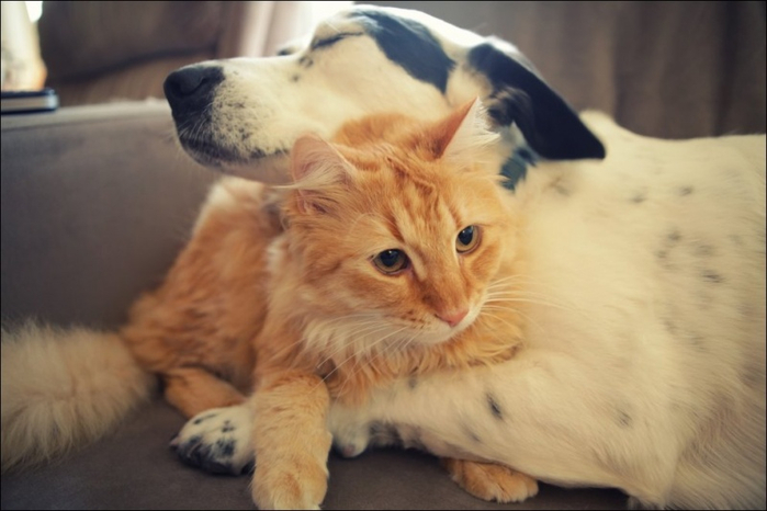 1395082929_cats-and-dogs-010 (700x466, 245Kb)