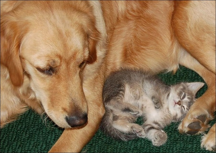 1395083014_cats-and-dogs-008 (700x496, 360Kb)