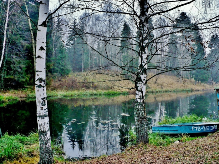 Русский лес великий новгород