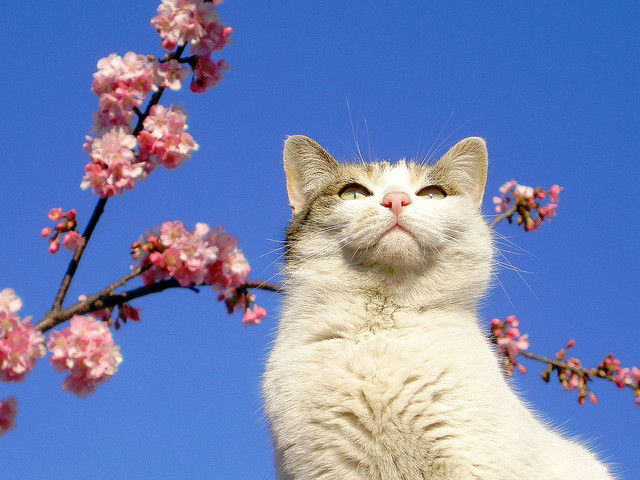 Коты весной картинки