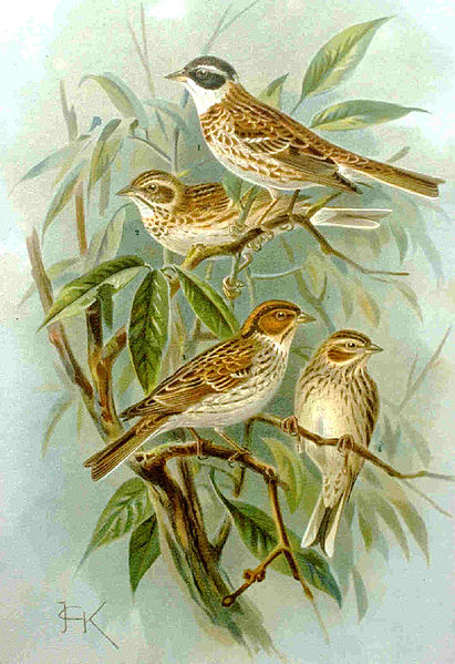 411px-Emberiza_rustica (411x599, 256Kb)