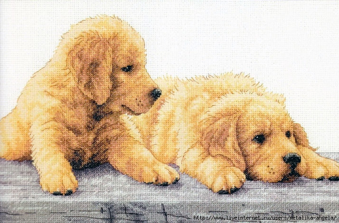 Stitchart-Golden-Retriever-Puppies0 (700x461, 308Kb)