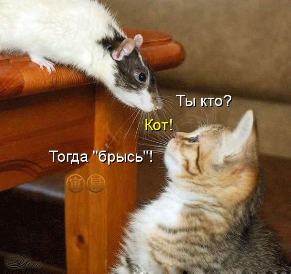   (600x566, 399Kb)
