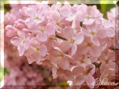 dreamy_by_nviki89-d63llr3 (400x300, 305Kb)