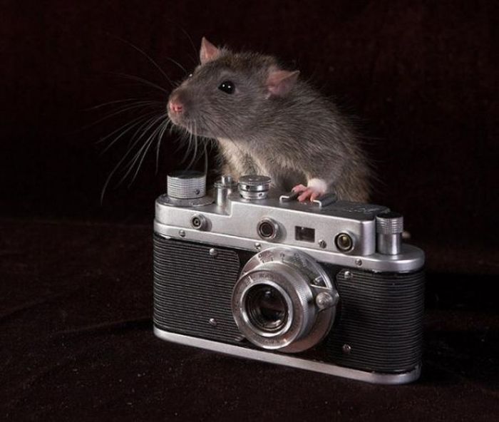 101281209_animals_with_cameras_12 (700x592, 46Kb)